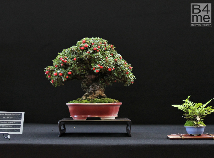 cotoneaster bonsai